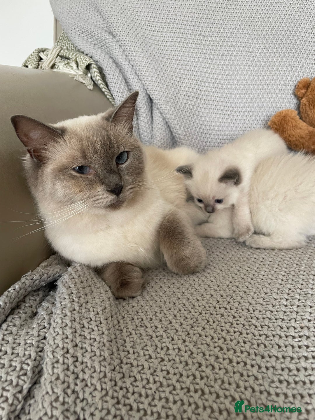 Ragdoll cats for sale: GCCF Ragdoll Kittens - Image 30
