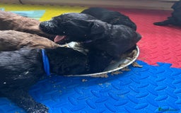 Mixed Breed dogs for sale: F1 Saint Berdoodles - Image 26