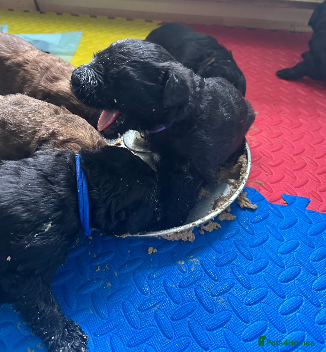 Mixed Breed dogs for sale: F1 Saint Berdoodles - Image 26