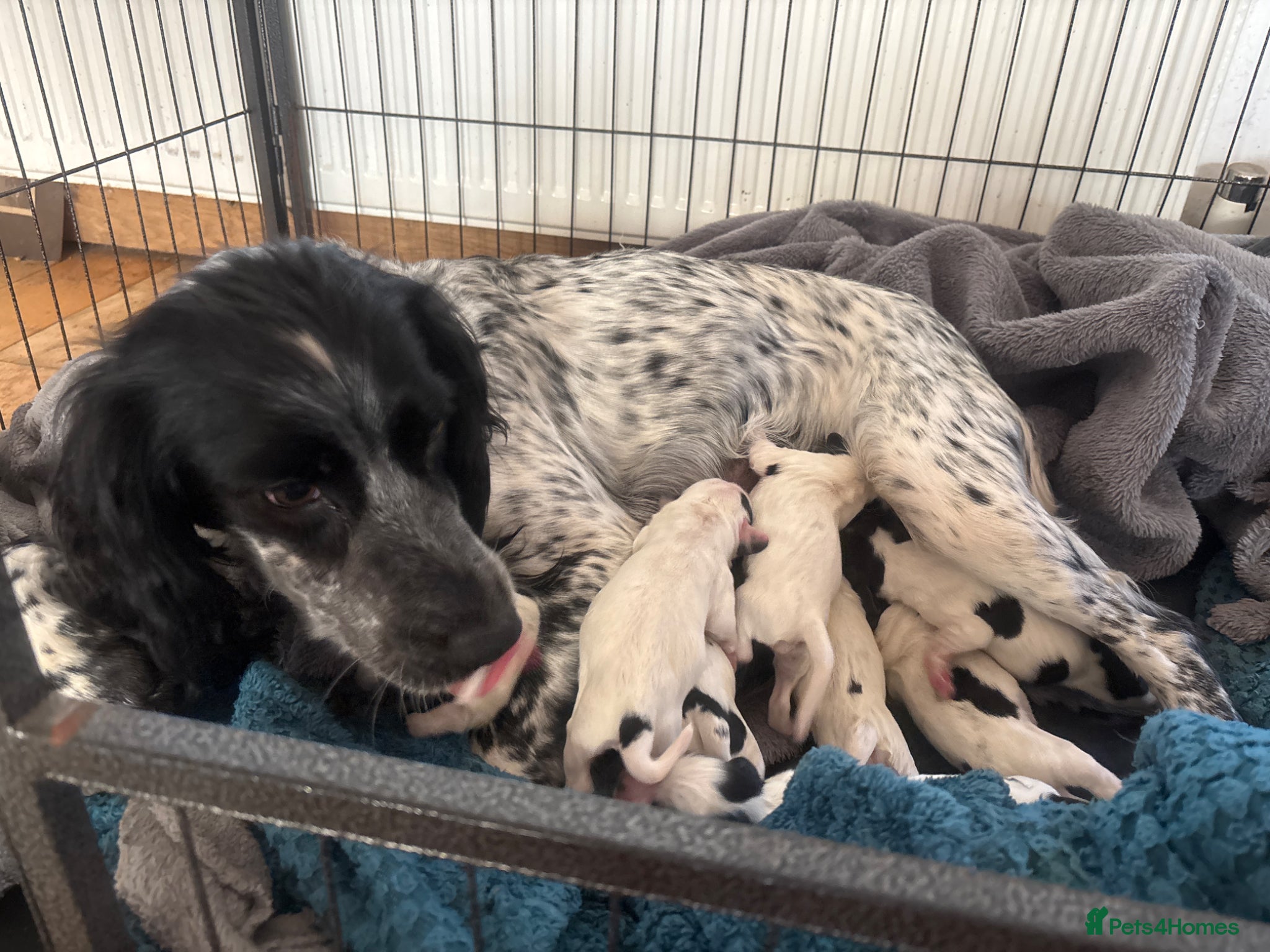 Sprocker dogs Second Generation sprockers for sale! - Advert 1