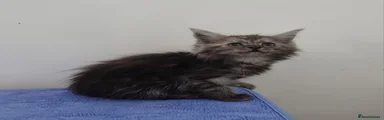 Maine Coon Kitten 8
