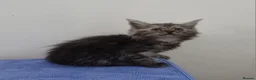 Maine Coon cats for sale: GCCF registered pedigree Maine Coon Kittens  - Advert 36