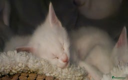 Mixed Breed cats for sale: Scottish straight cross kittens - Image 8