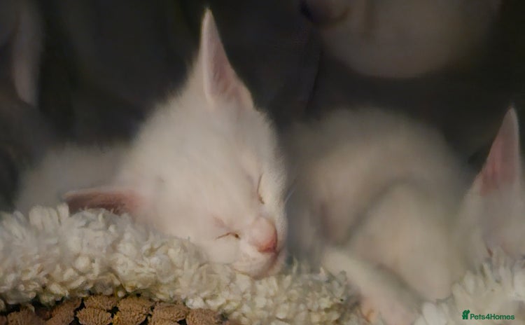 Mixed Breed cats - Advert 1