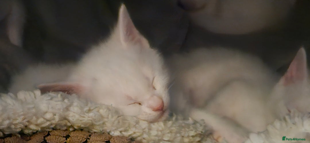 Mixed Breed cats for sale: Scottish straight cross kittens - Image 8