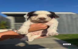 English Springer Spaniel dogs for sale: ✨ Working English Springer Spaniel Puppies ✨ - Image 12