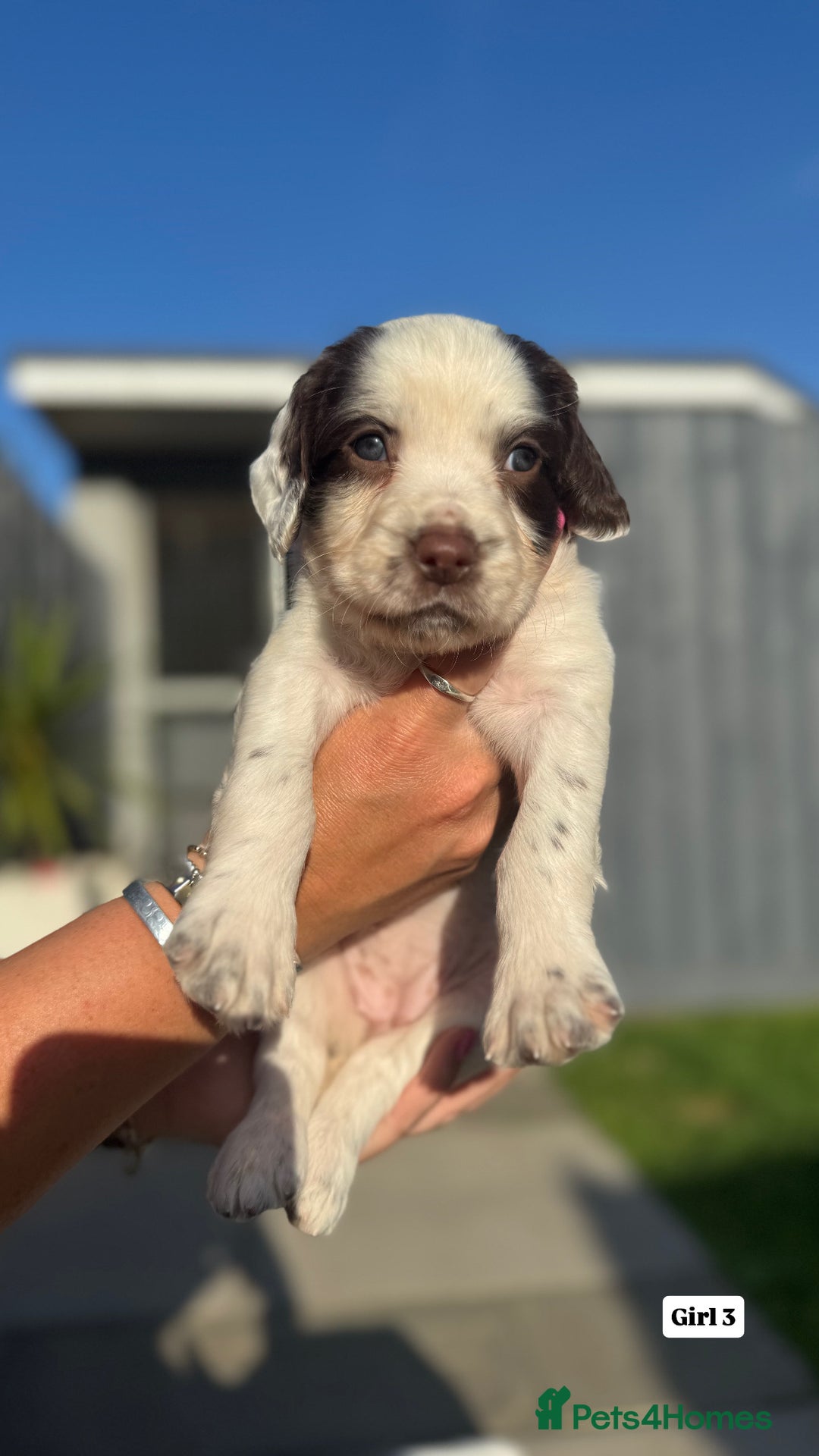 English Springer Spaniel dogs for sale: ✨ Working English Springer Spaniel Puppies ✨ - Image 12