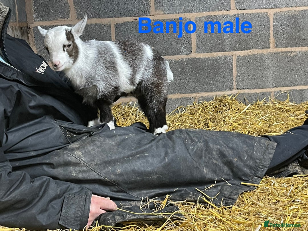 Goats livestock for sale: Pedigree Registered Pygmy Goat Kids - Advert 7