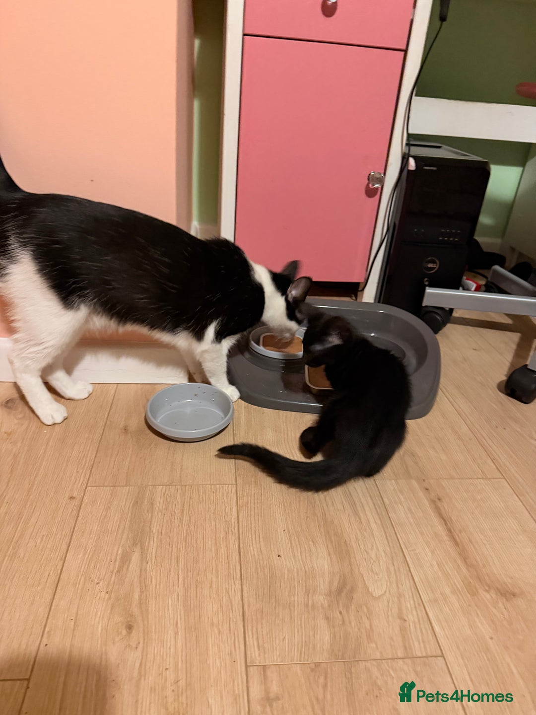 Mixed Breed cats for sale: Mother and daughter only together  - Advert 12