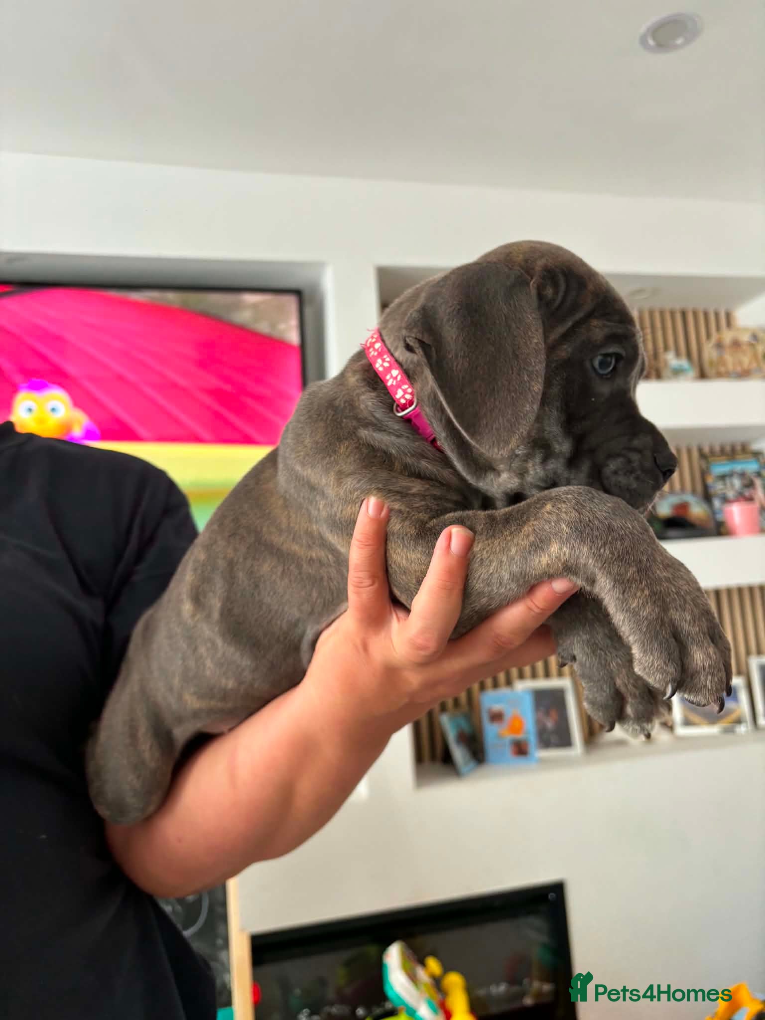 Cane Corso dogs Stunning champion bloodline cane corso💕 - Advert 2