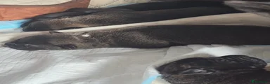 Mixed Breed 3