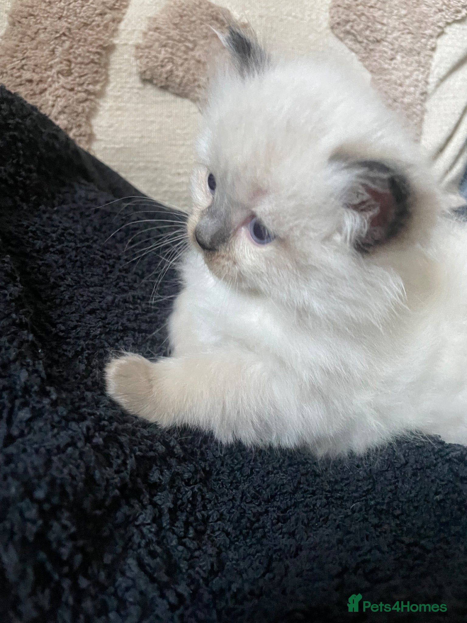 Ragdoll cats Purebred RAGDOLL GIRL  - Advert 10