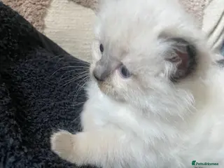 Ragdoll cats Purebred RAGDOLL GIRL - Advert 10