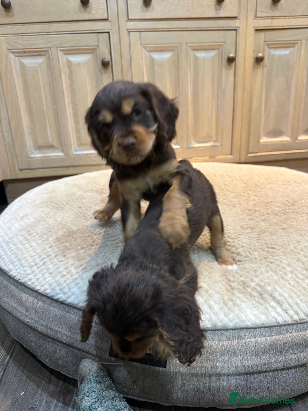 Cockalier dogs for sale: Beautiful health tested cockaliers - Advert 8