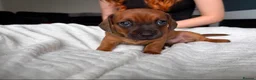 Mixed Breed dogs for sale: Miniature Dachshund cross puppies  - Advert 16