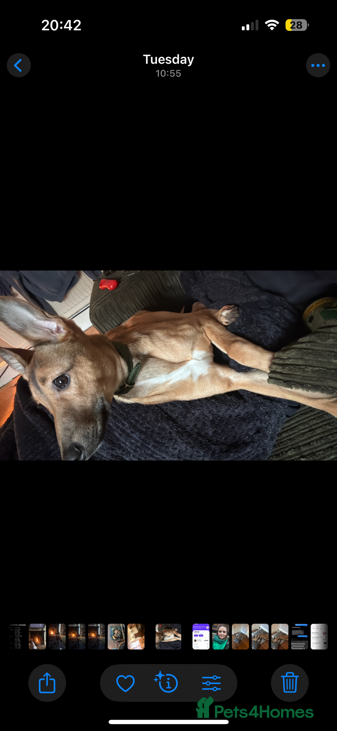 Mixed Breed dogs for sale: Whippet x Collie - Advert 5