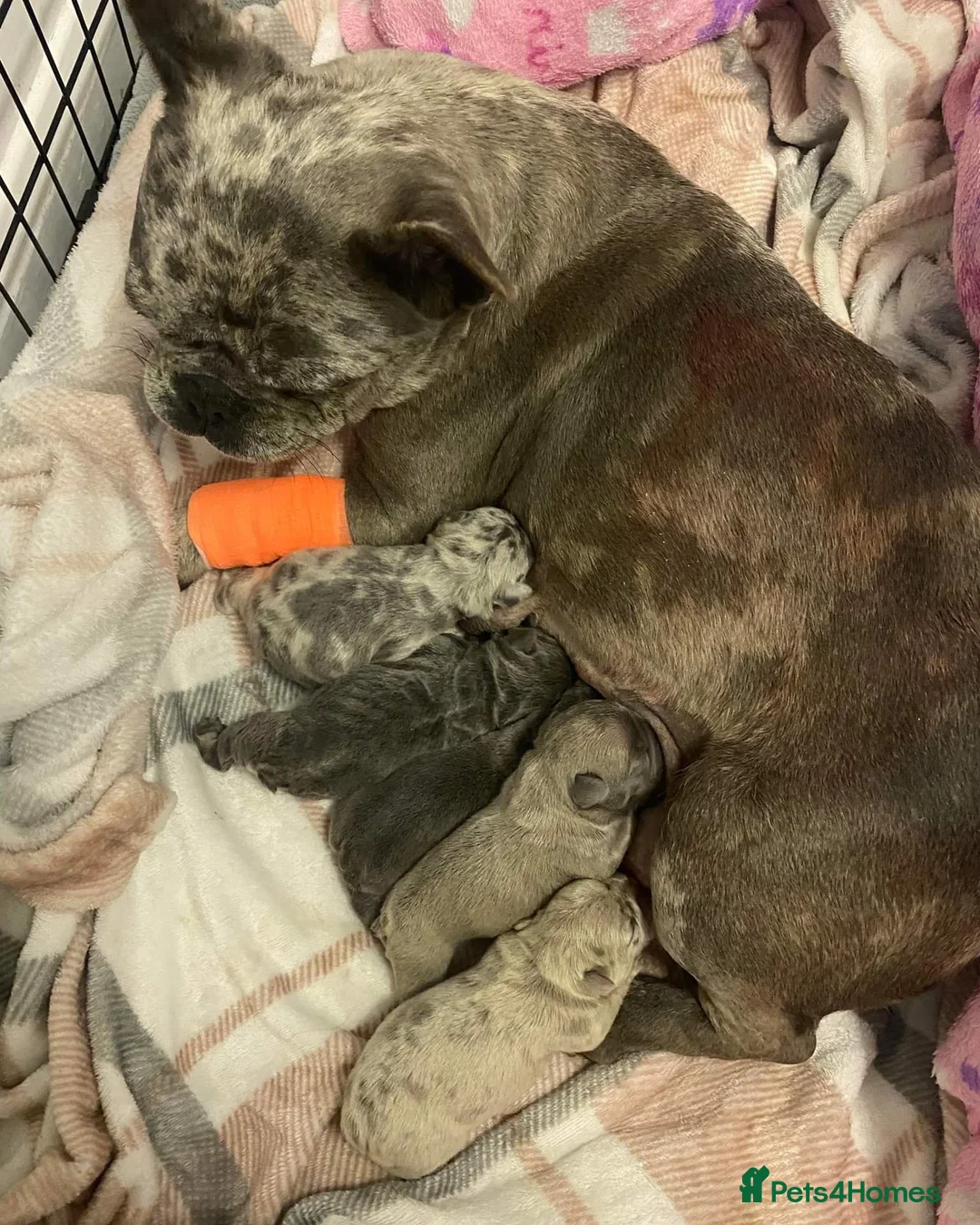 French Bulldog dogs for stud: Mayan, Rfg, bva, Silver health tested Lilac tan in Sheffield - Advert 22