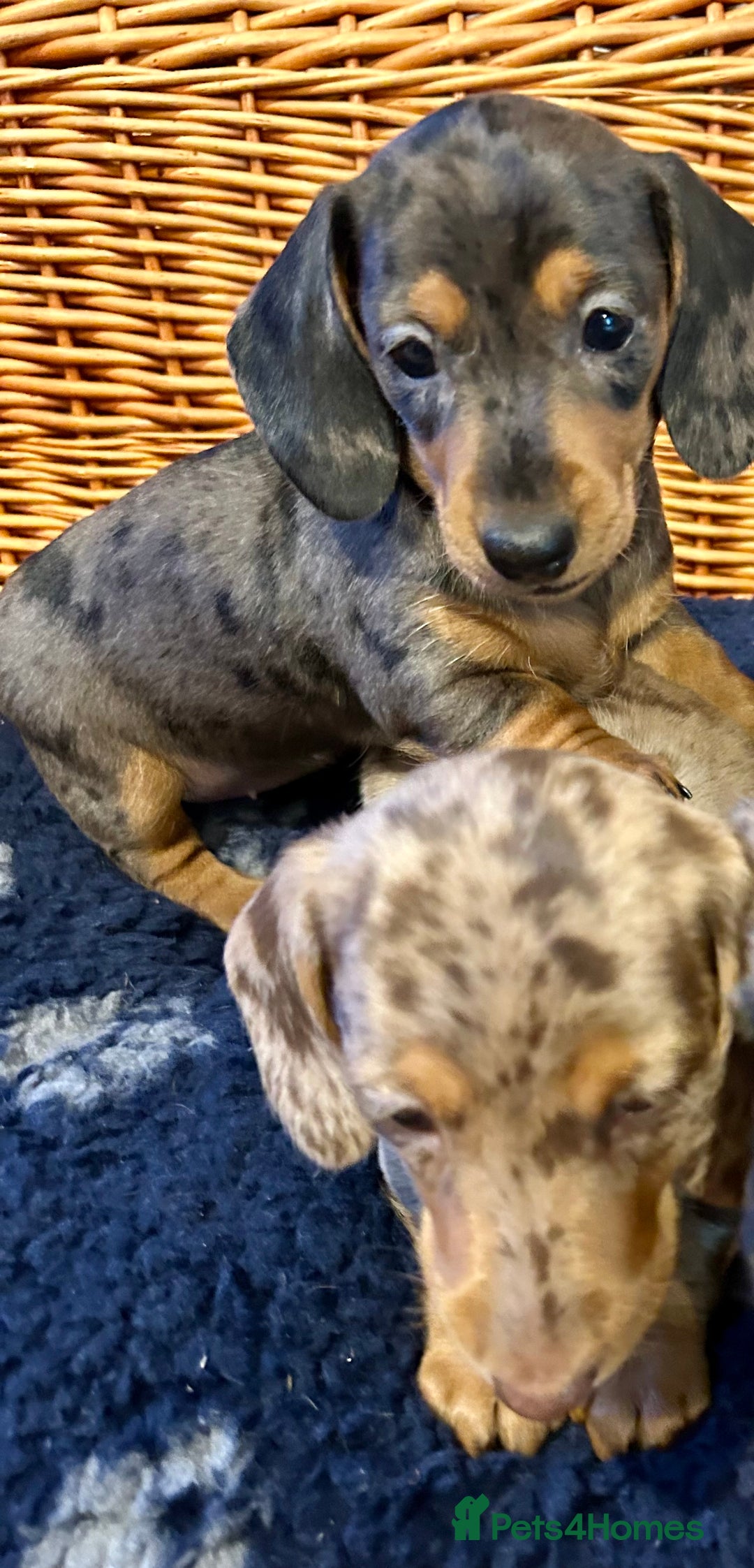 Miniature Dachshund dogs for sale: Stunning Miniature Smooth Dachshunds - Image 34