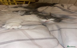 Mixed Breed cats for sale: Female Cat - Image 4