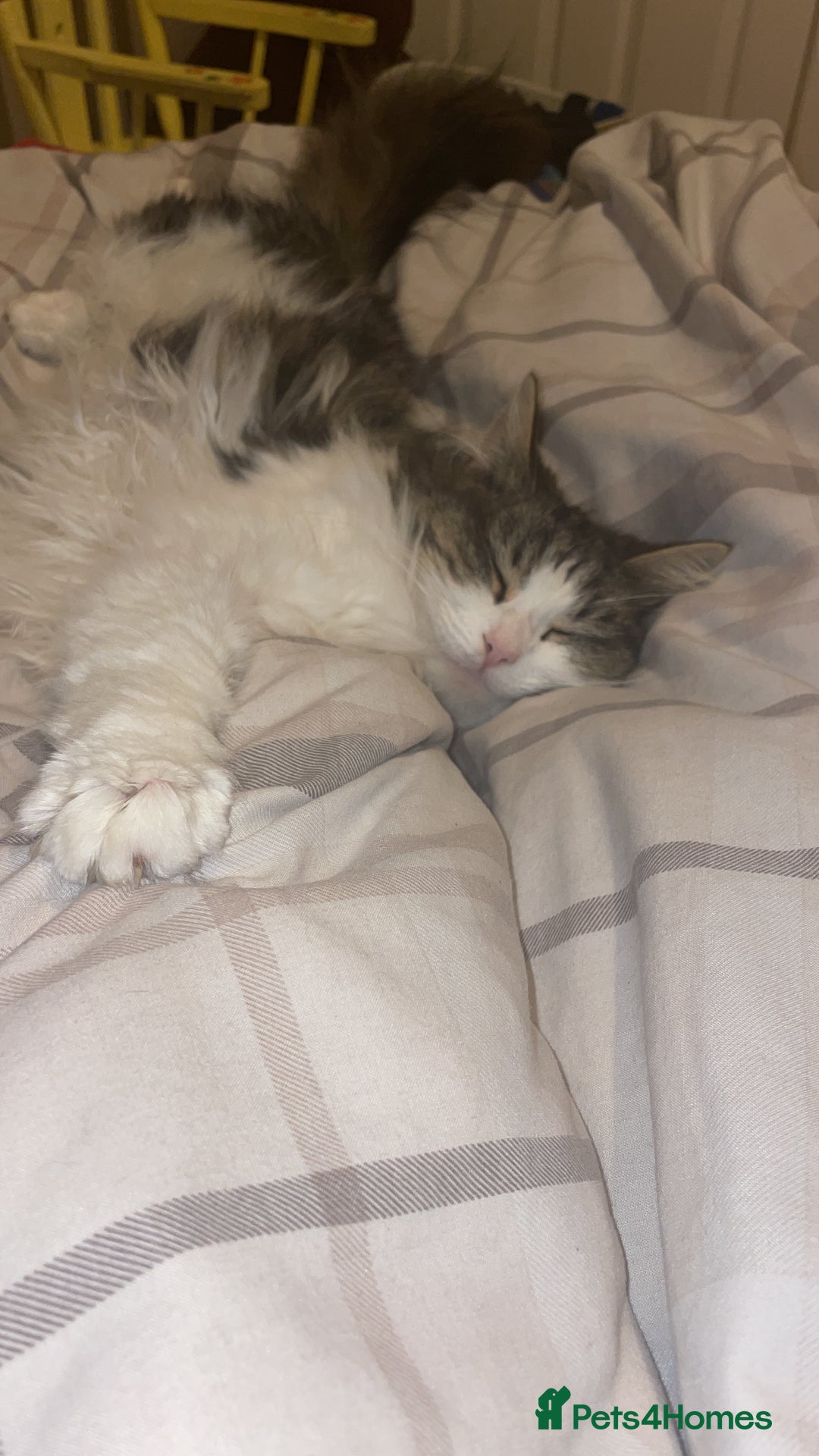 Mixed Breed cats for sale: Female Cat - Image 4