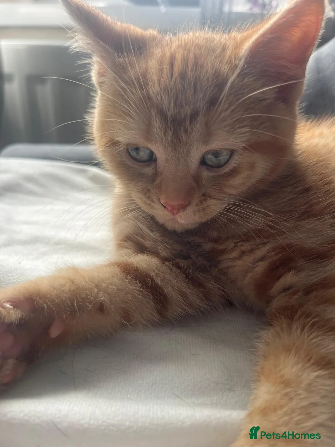 Mixed Breed cats for sale: 3 kittens for sale  - Advert 2