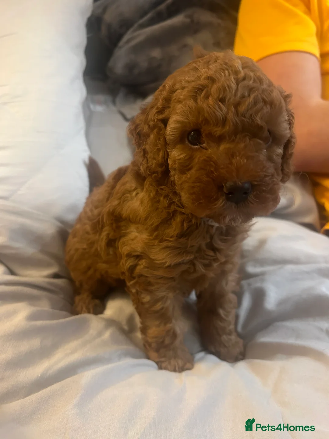 Cavapoo dogs for sale: Adorable red F1B Cavapoo Boy - Advert 2