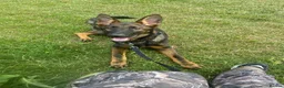 German Shepherd dogs for sale: WORKING LINE CZECH GERMAN SHEPHERD FOR SALE - Advert 6