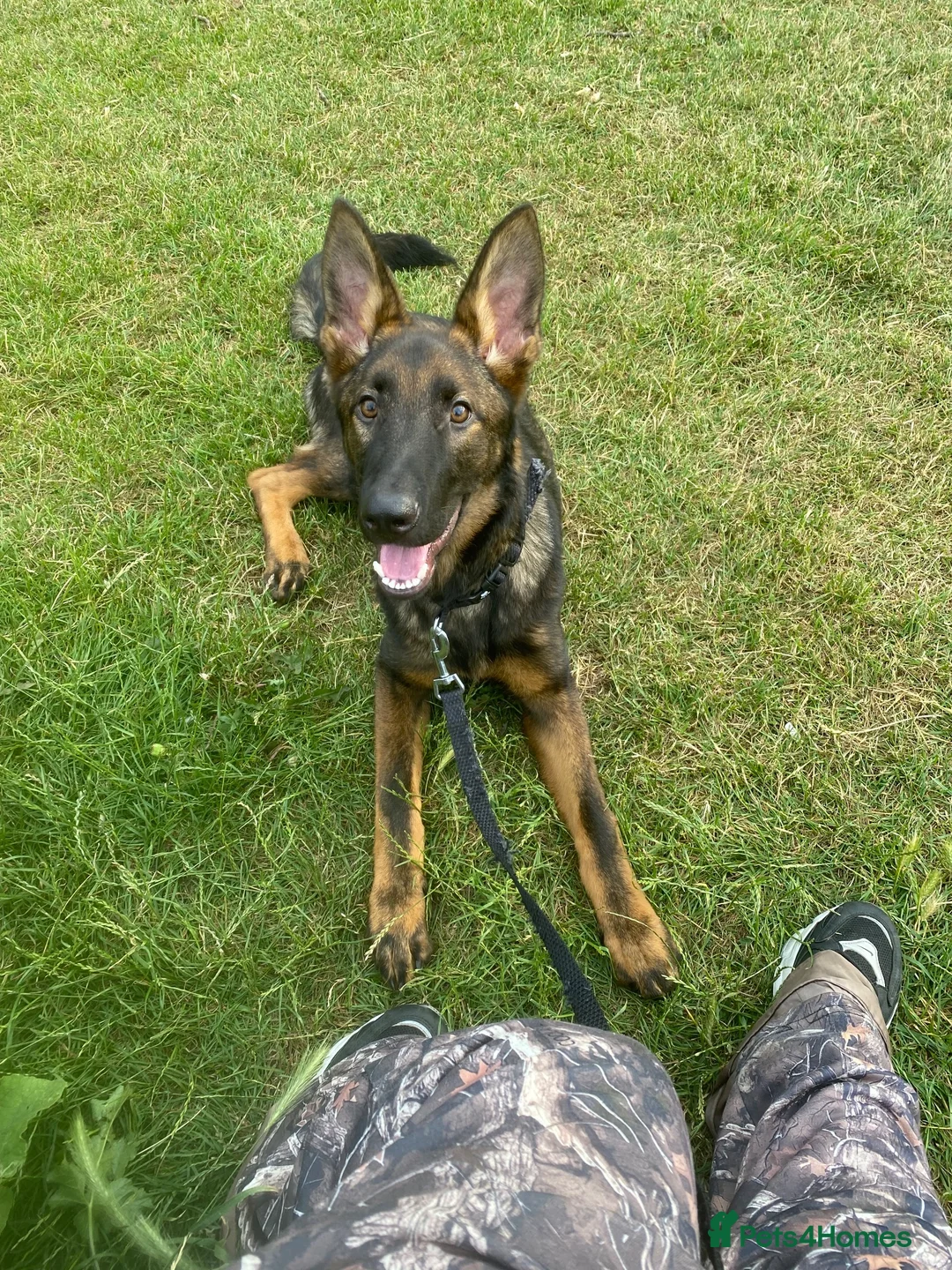German Shepherd dogs for sale: WORKING LINE CZECH GERMAN SHEPHERD FOR SALE - Advert 6