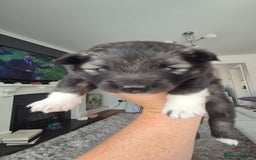 Pomsky dogs for sale: F2 blue eyed female pomsky - Image 2