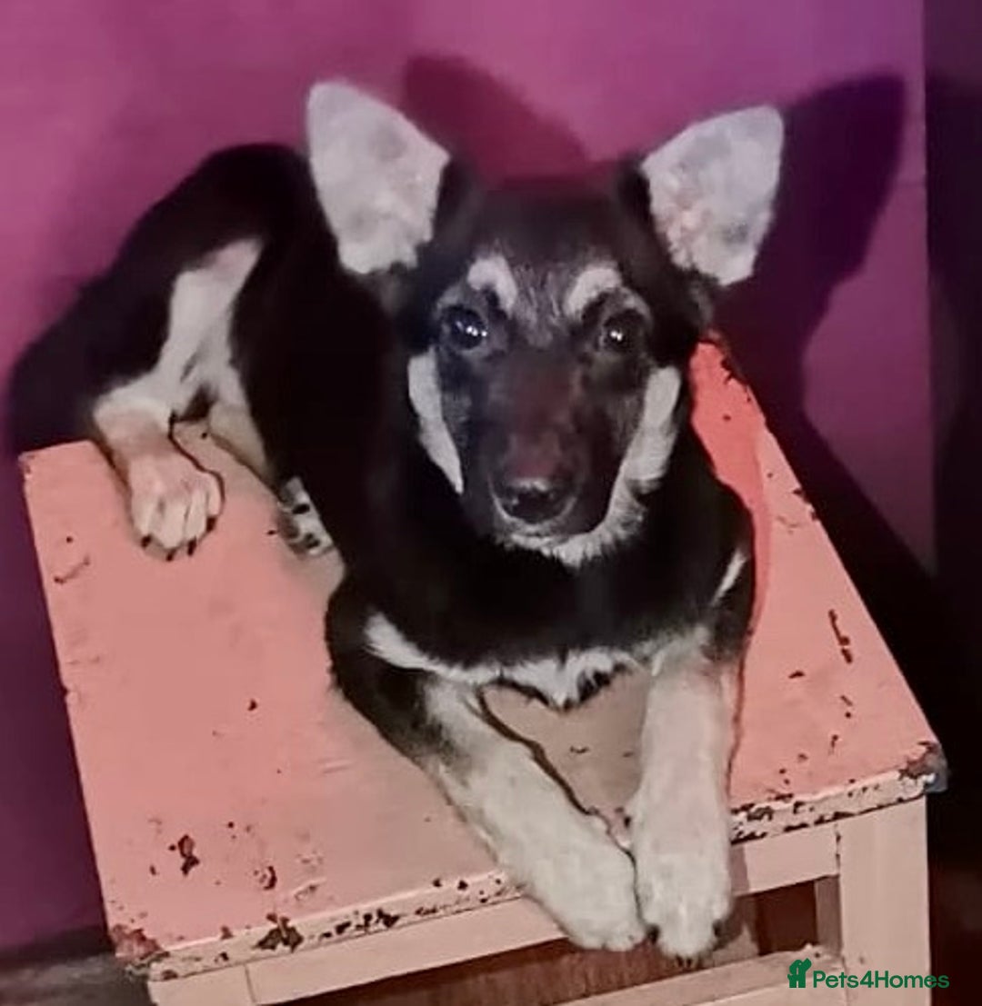 German Shepherd dogs for adoption: Luna – Left to Freeze, But Still Held On - Image 2