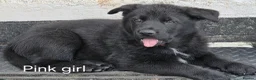 German Shepherd dogs for sale: German Shepherd Puppies - Advert 12