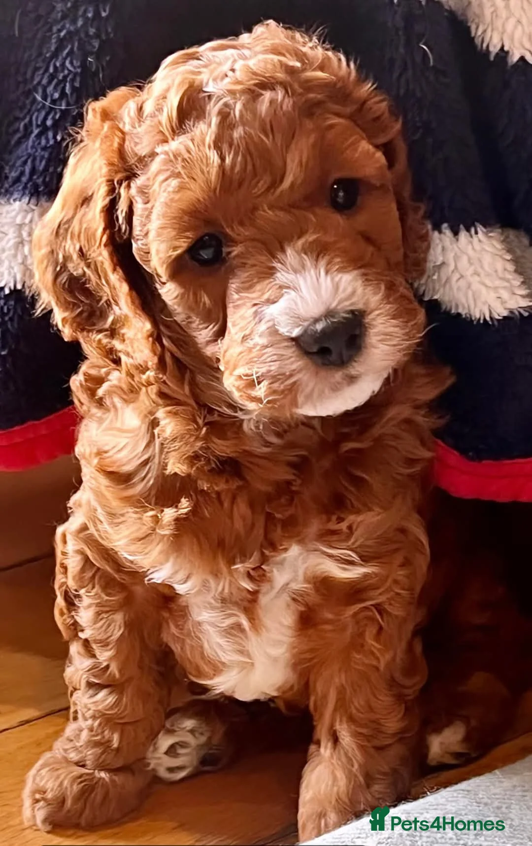 Cockapoo dogs for stud: 100% Proven F1 Fox Red Cockapoo, Stud only in Kirkcaldy - Advert 31