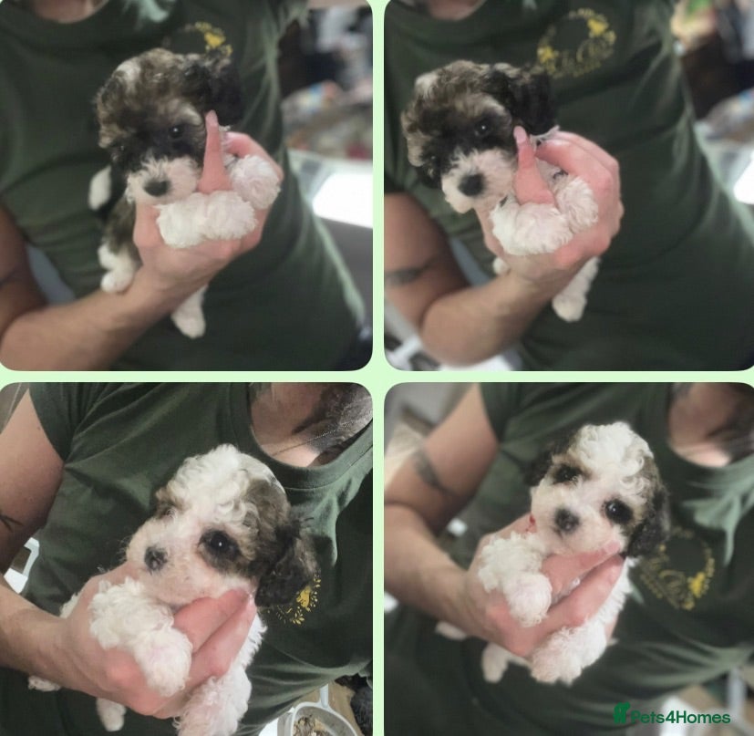 Cavapoo dogs Our last 2 boys health tested Toy Cavapoo puppies  - Advert 1