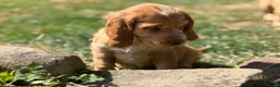 Cocker Spaniel dogs for sale: Stunning cocker pups kc reg ready now - Advert 6