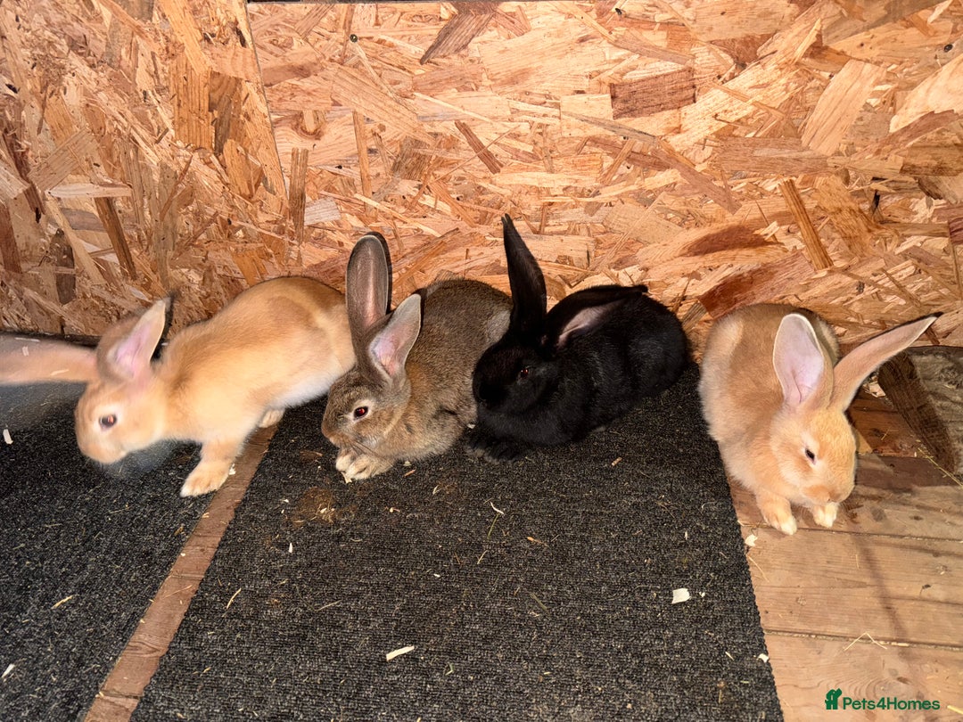 Continental Giant rabbits for sale: Pure Bred Continental Giant Rabbits  - Image 36