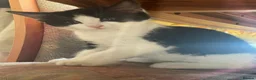 Domestic Shorthair cats for sale: 2 kittens for sale  - Advert 3