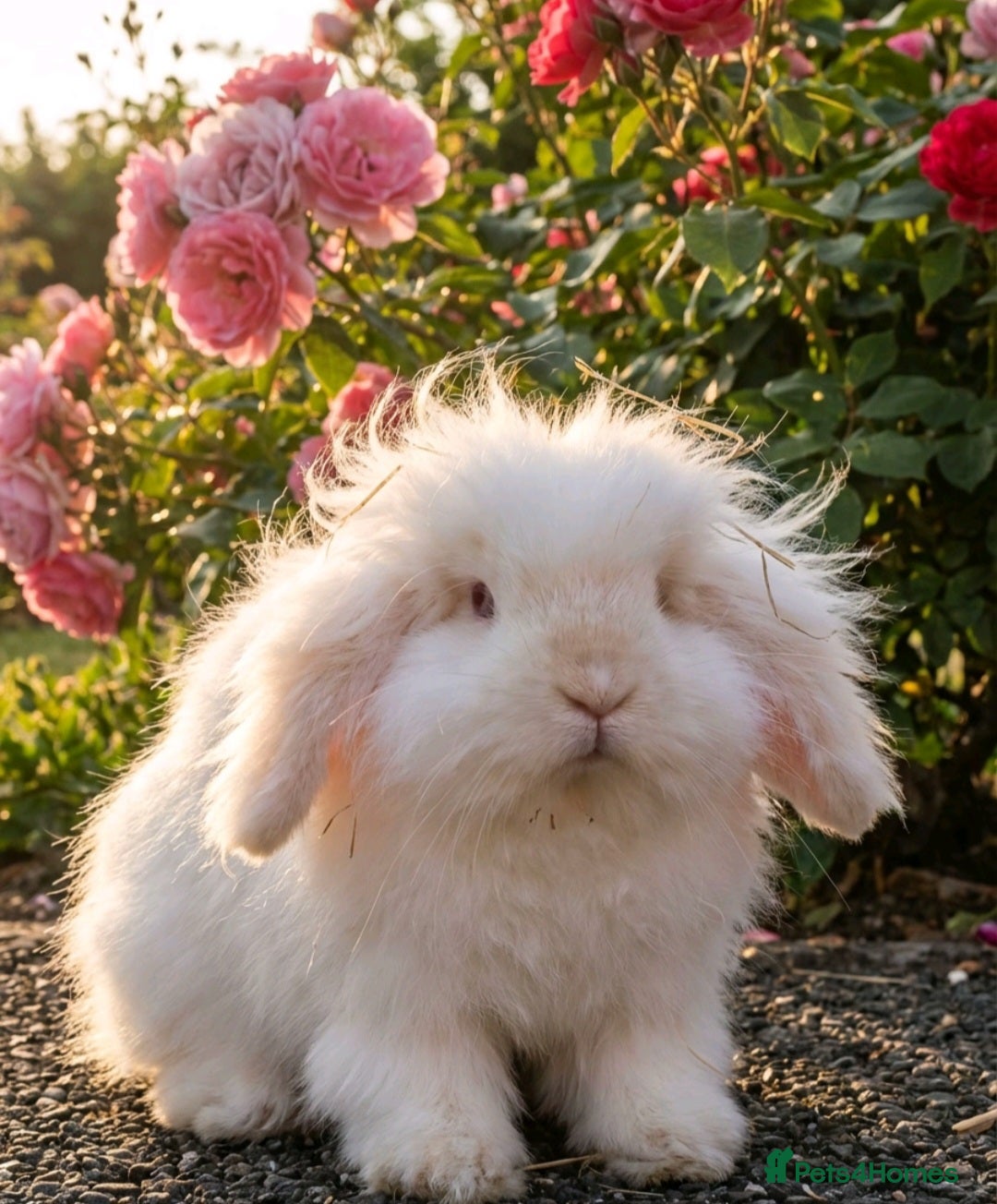 Angora rabbits for sale: Teddywidders - Advert 18