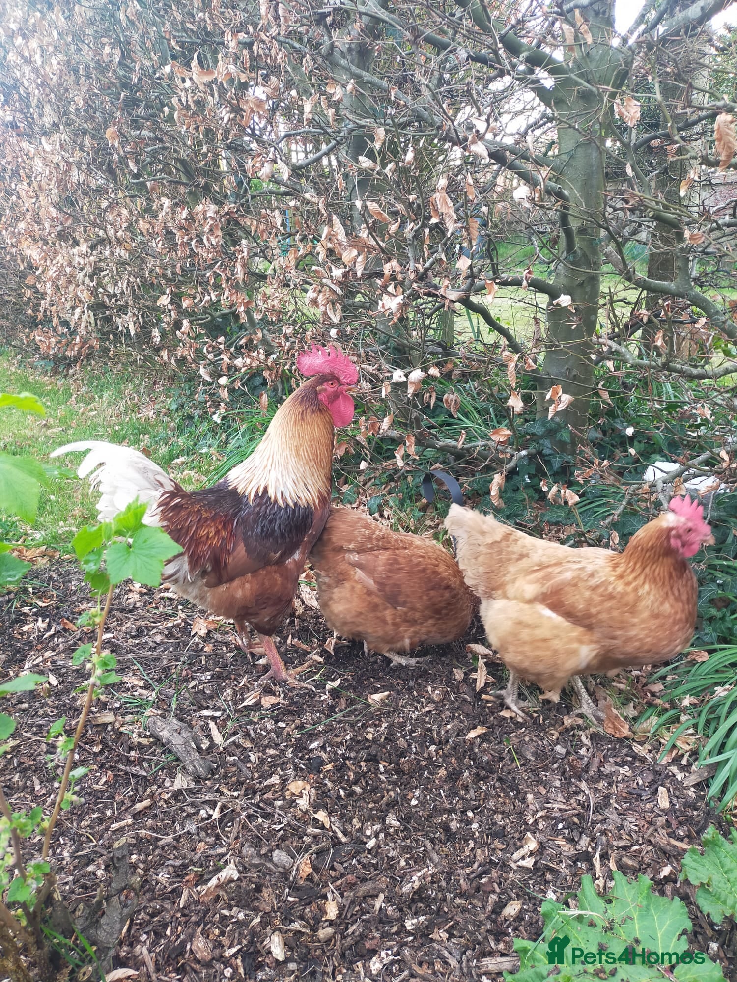 Chickens poultry for sale: Goldline Rooster (George) - Advert 1