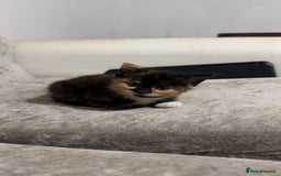 Mixed Breed cats for sale: Beautiful kittens for sale - Image 3