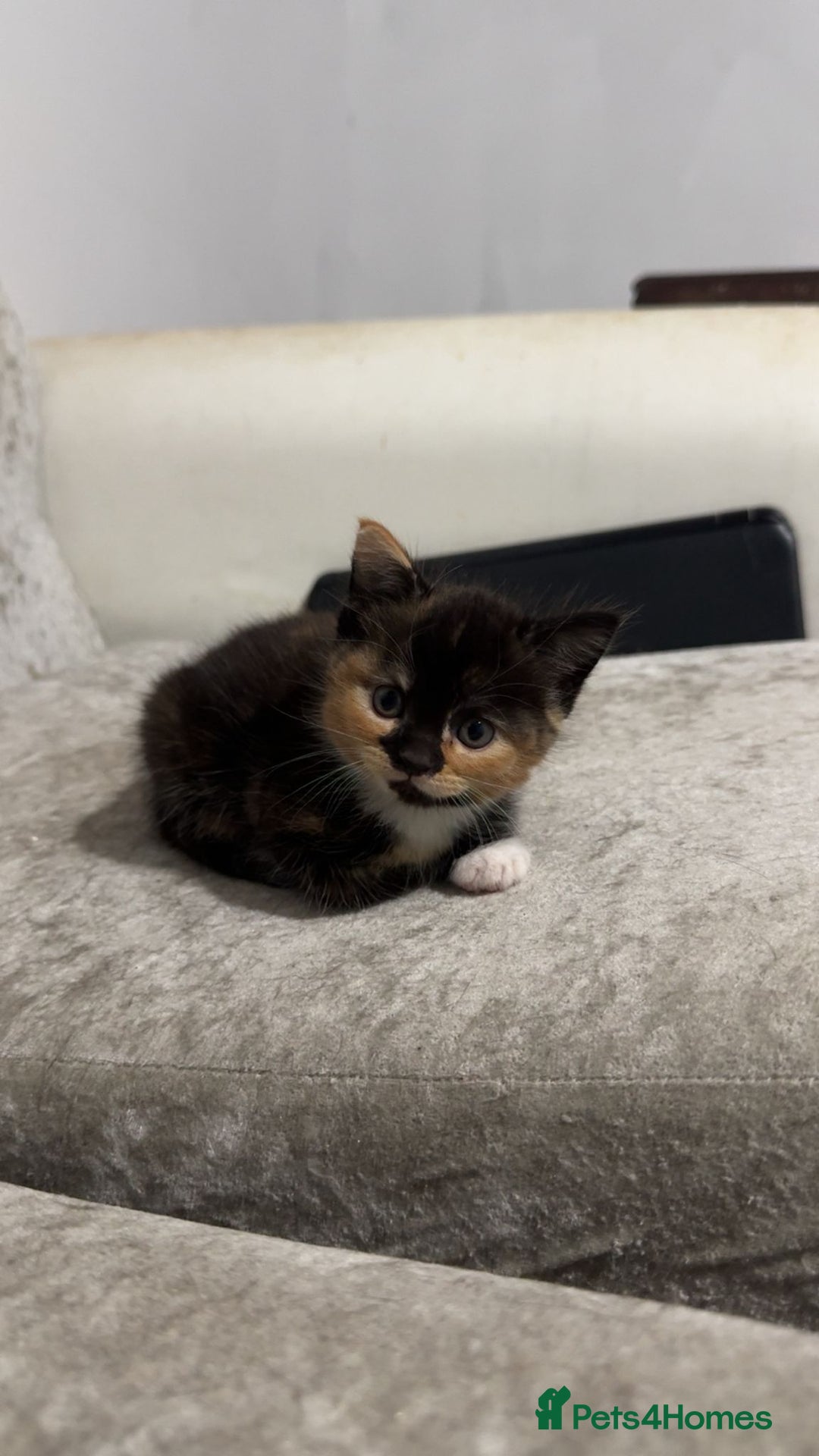 Mixed Breed cats for sale: Beautiful kittens for sale - Image 3
