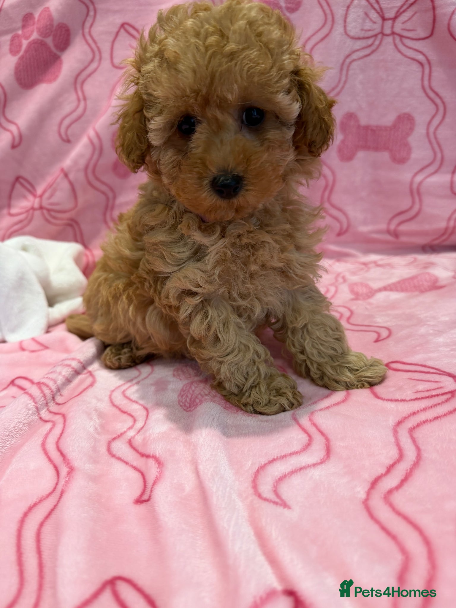 Maltipoo dogs Beautiful happy health tested,Maltipoo fur babies  - Advert 2