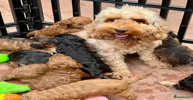 Cockapoo dogs - Advert 10