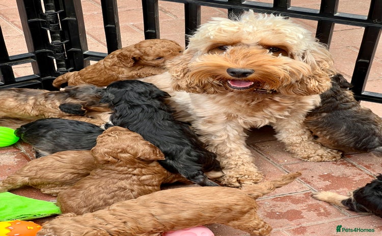 Cockapoo dogs - Advert 8