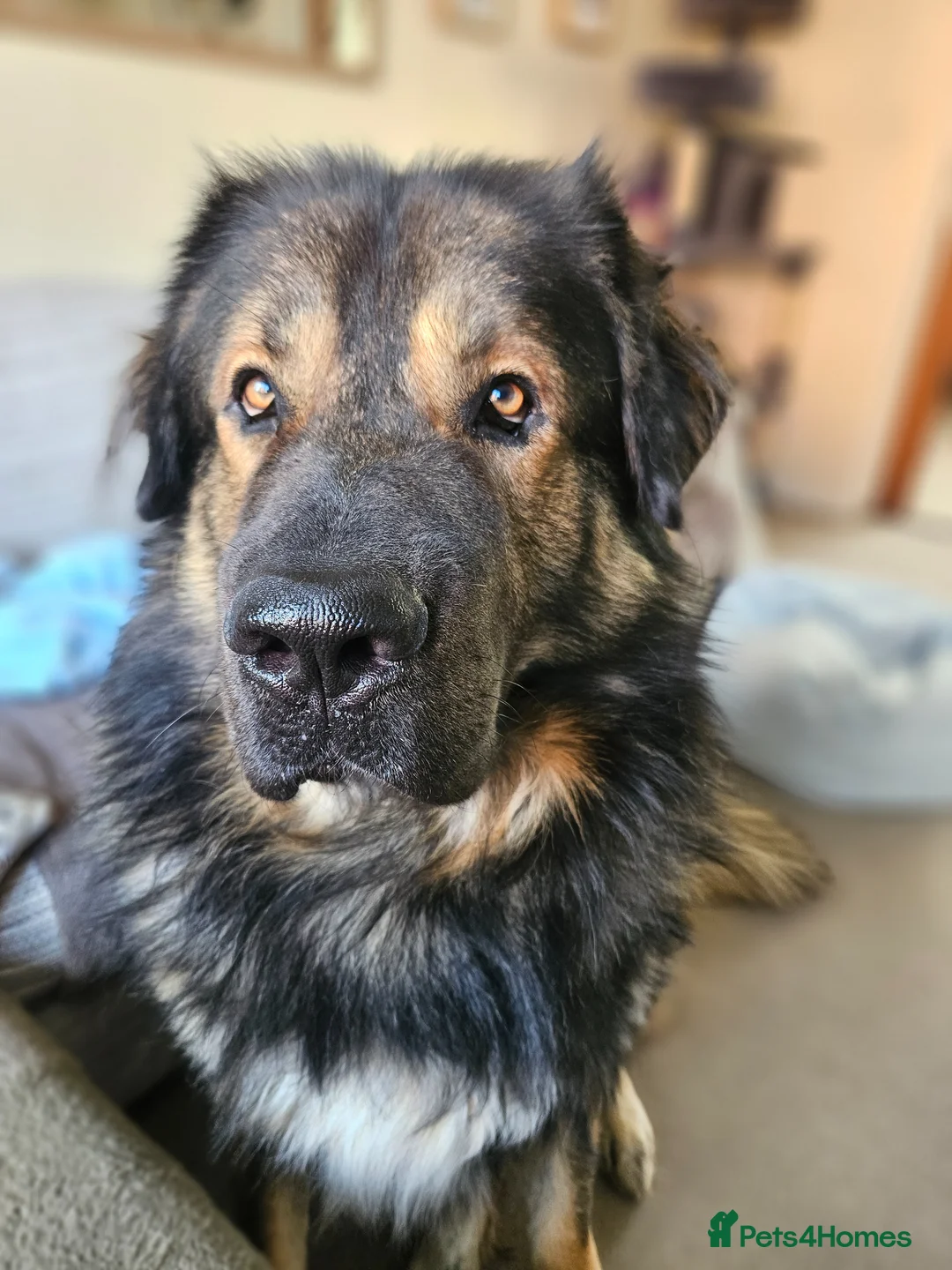 Mixed Breed dogs for sale: For Adoption  - Advert 8