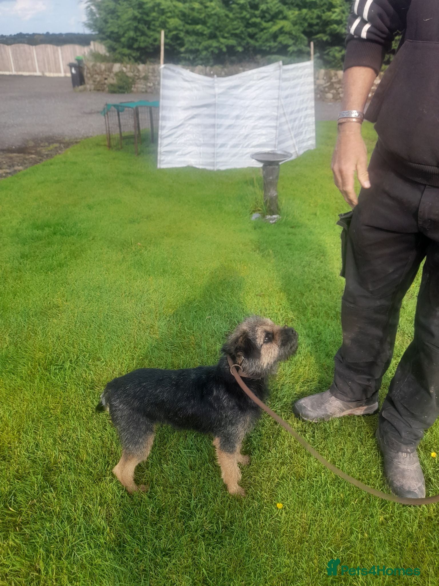 Border Terrier dogs Blue and tan stud dog available  - Advert 3