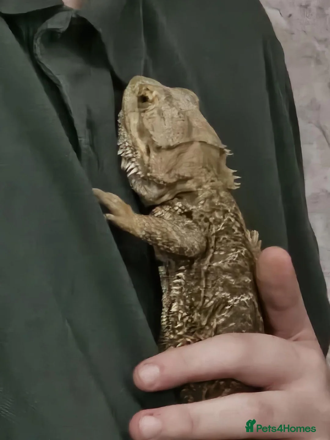 Bearded Dragon reptiles for sale: Estimated 3 yrs old Male beardie - Castiel - Advert 1
