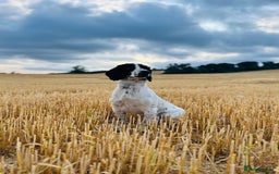 Cocker Spaniel dogs for stud: Pedigree Cocker Spaniel Stud  - Image 5