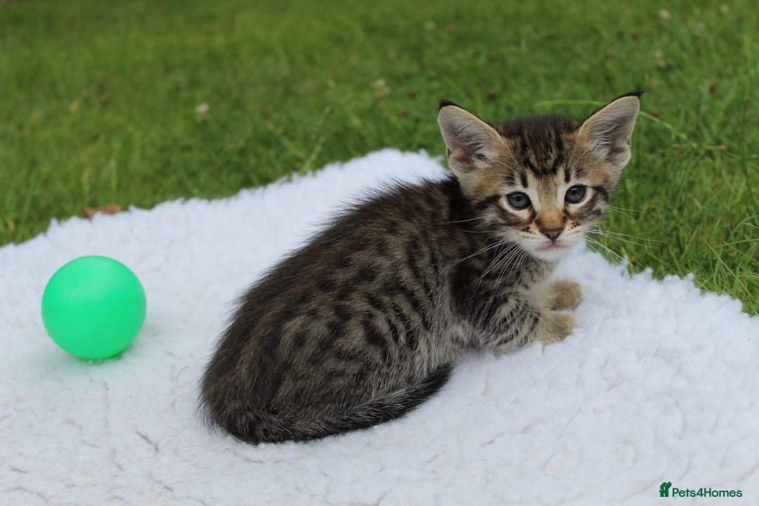 Savannah cats for sale: Stunning Savannahx Maine coons - Image 6