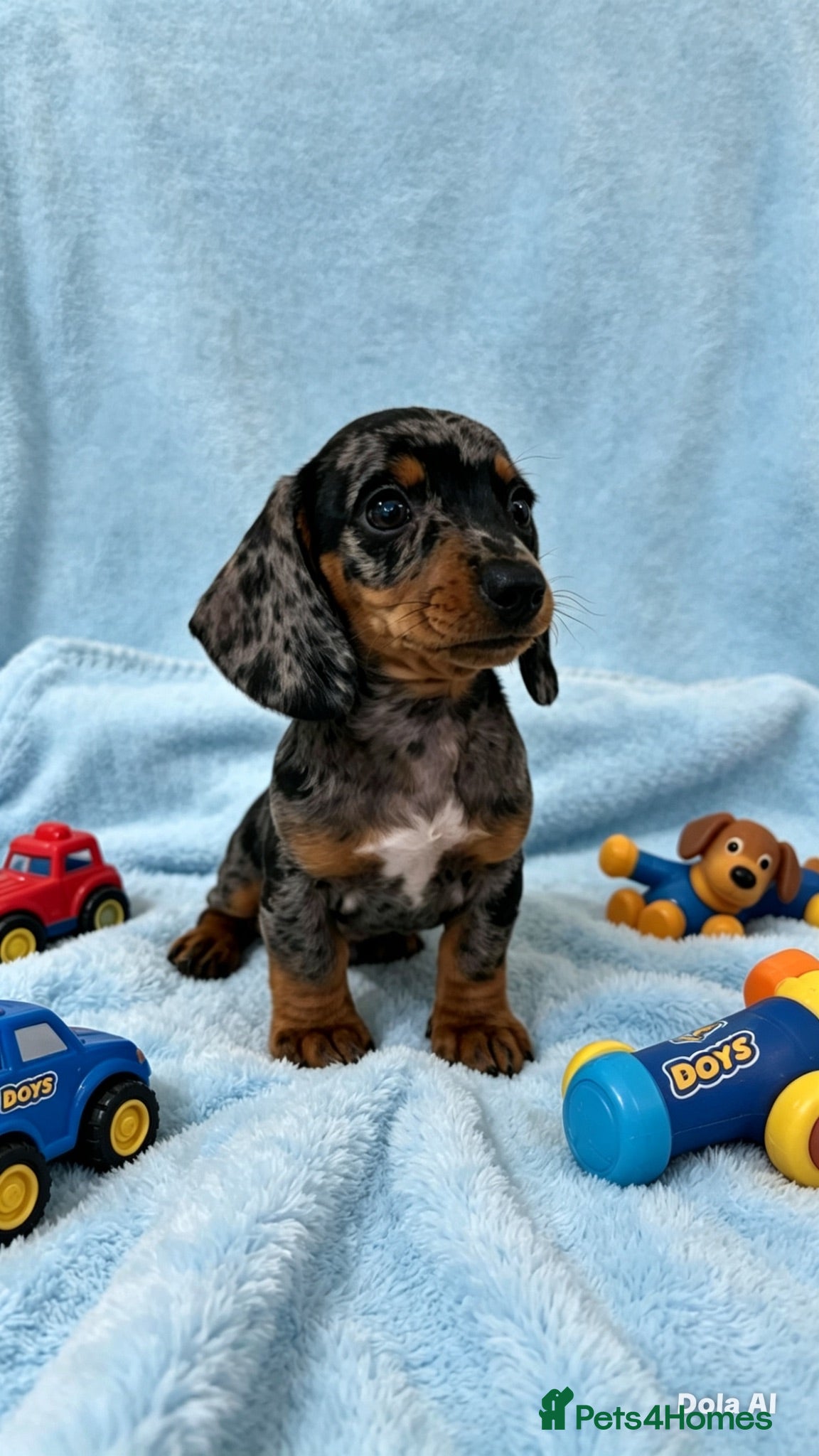 Miniature Dachshund dogs rainbow 🌈 litter of miniature dachshunds  - Advert 16