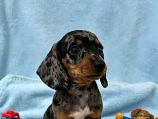 Miniature Dachshund dogs rainbow 🌈 litter of miniature dachshunds - Advert 16